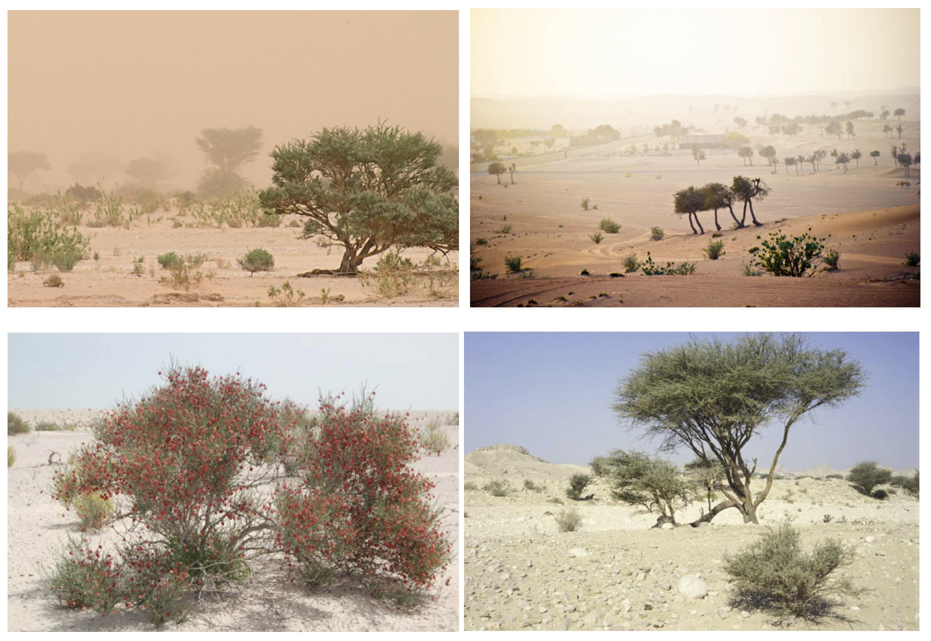 Dubai-sandy vegetation
