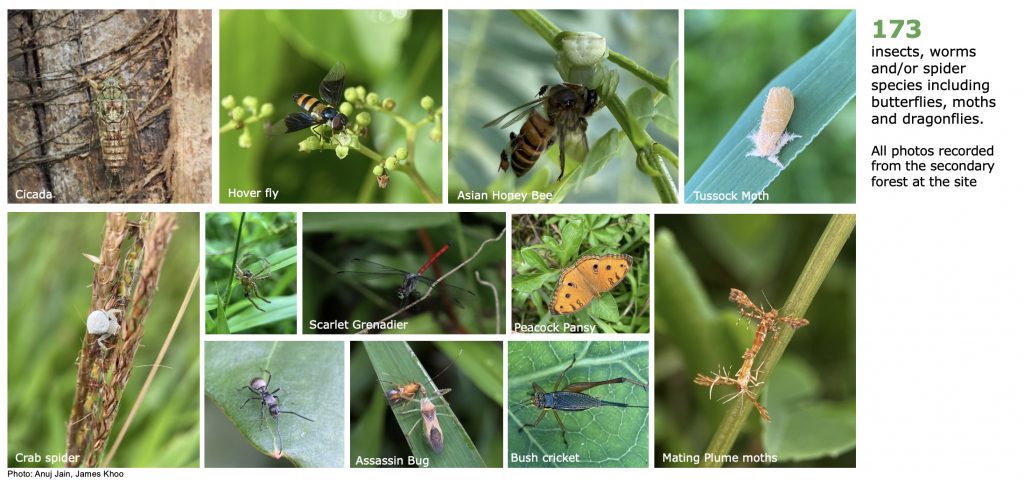 BiodiversitySurvey species