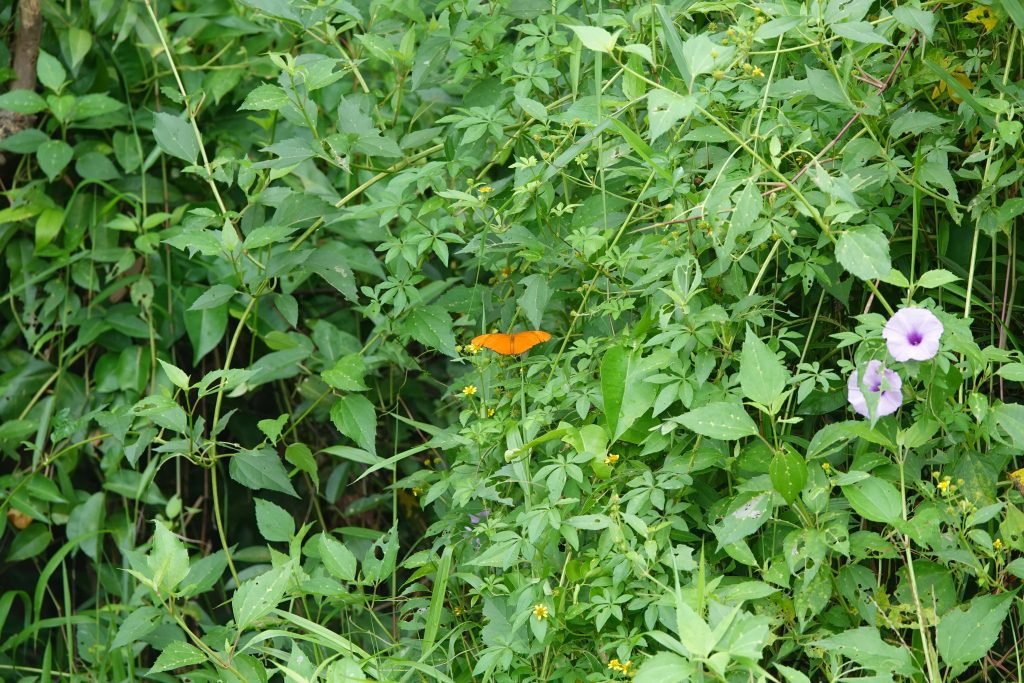 Julia Longwing
