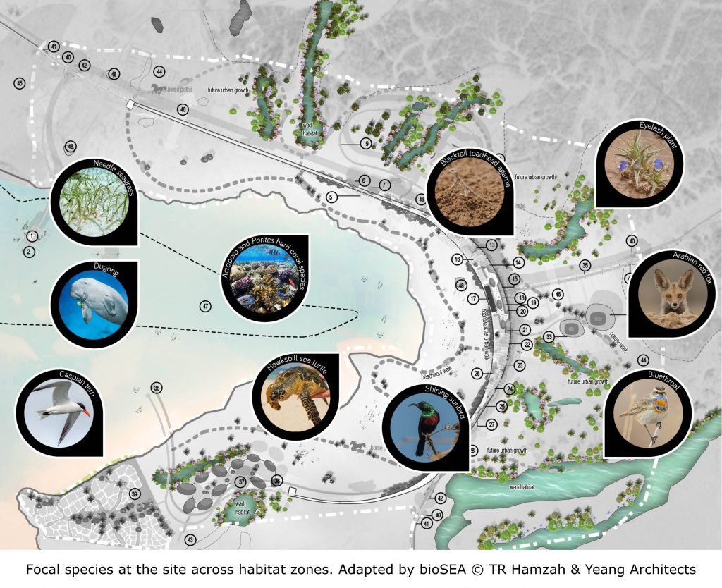 Neom Map. Building NEOM City Masterplan, Saudi Arabia - bioSEA
